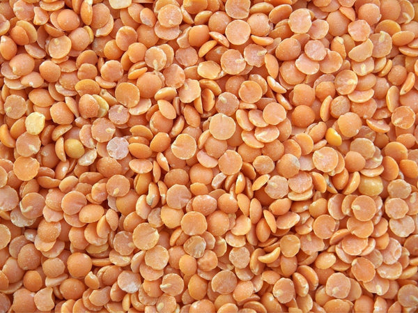 Lentil